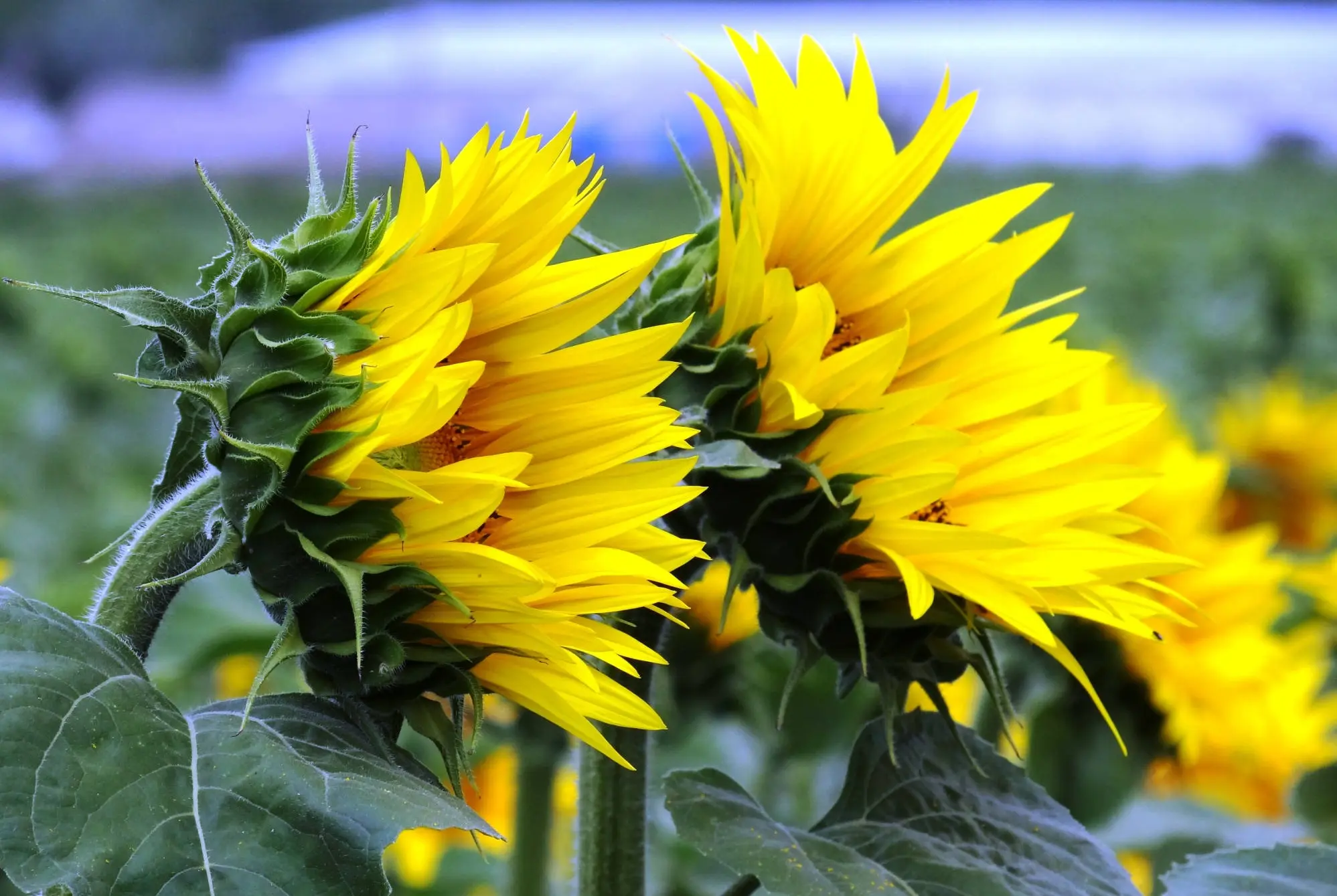 Agribusiness Consultant - Management and Sustainable Development