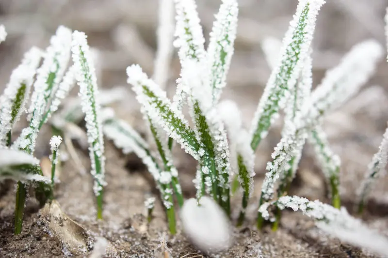 Agribusiness Consulting Services