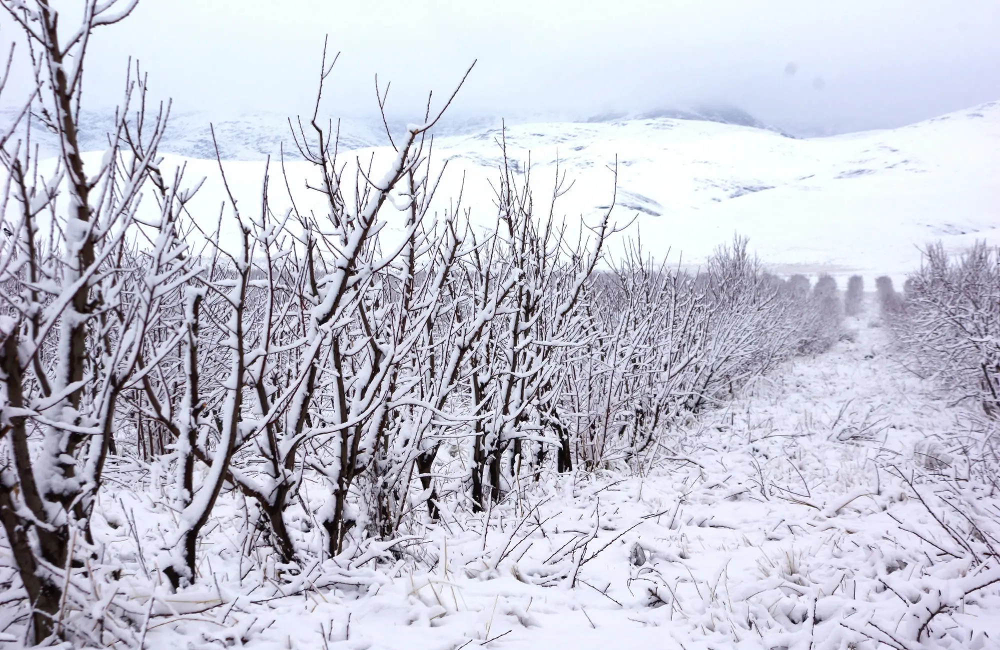 agribusiness strategy consulting