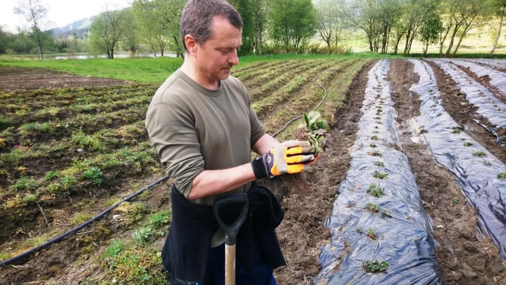 Consulting on agriculture and successful business management in a strong continental climate Kazakhstan