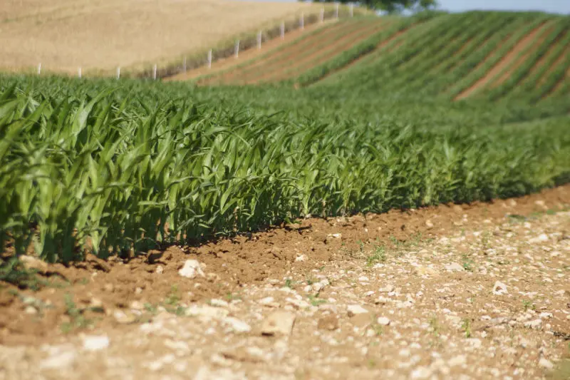 Agriculture Consultancy and Horticulture Monitoring