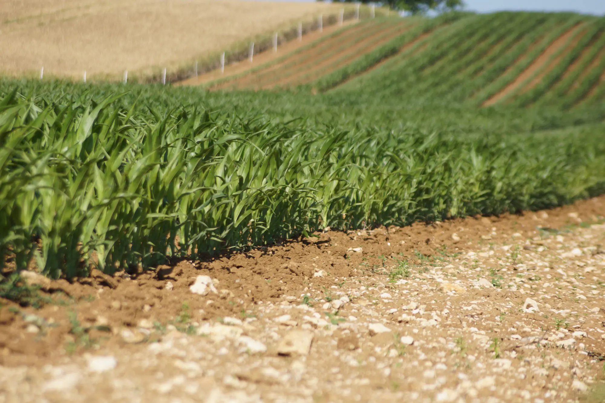 Agriculture Consultancy and Horticulture Monitoring