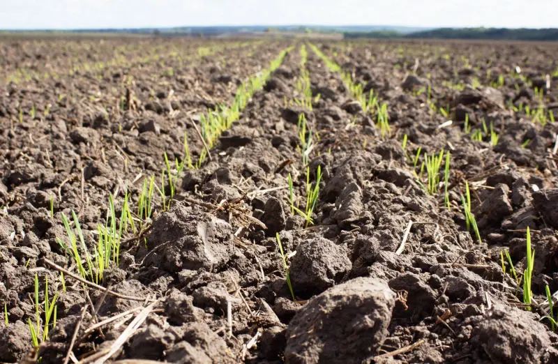 survey services and agronomy consulting