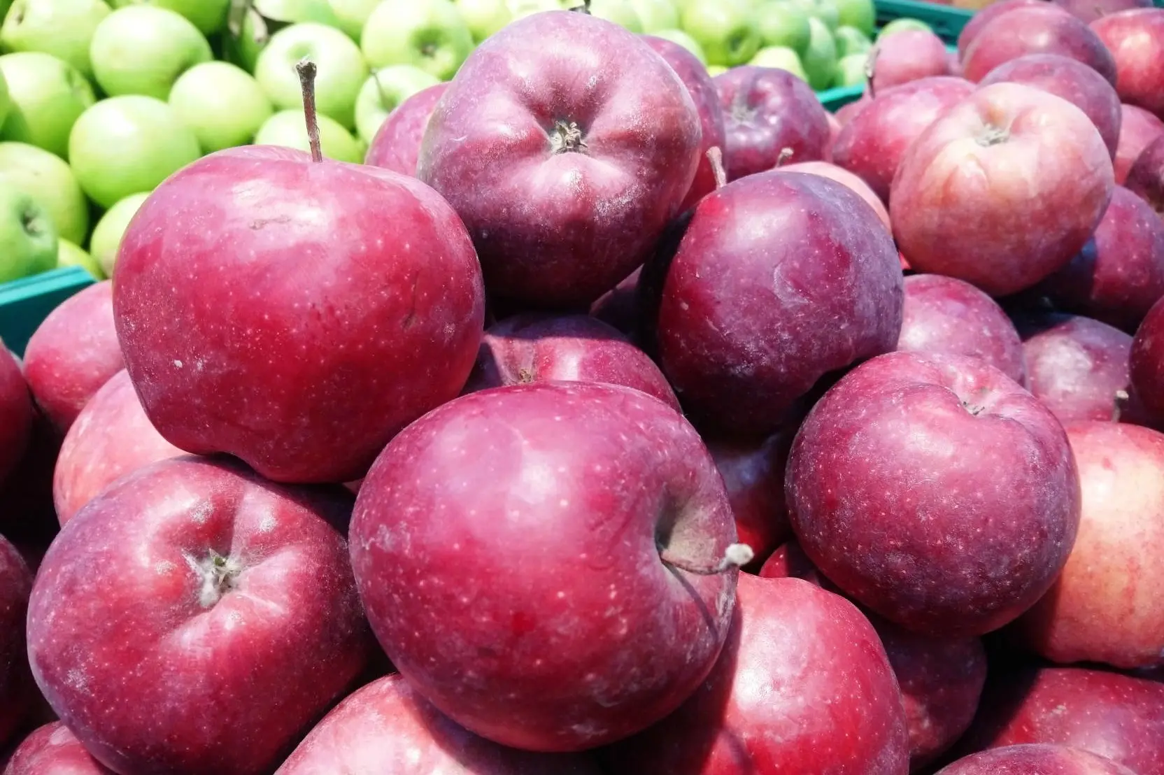 Agriculture Consulting for International Organizations