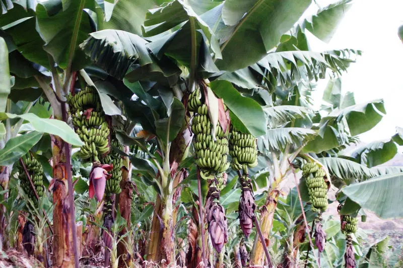 Management and Agronomy Advising Horticulture and Orchards