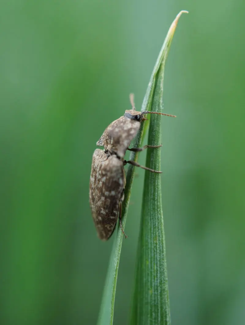 Integrated Pest Management Service