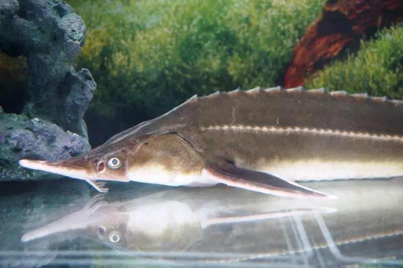 Aquaculture fish and shellfish production - audit and project management