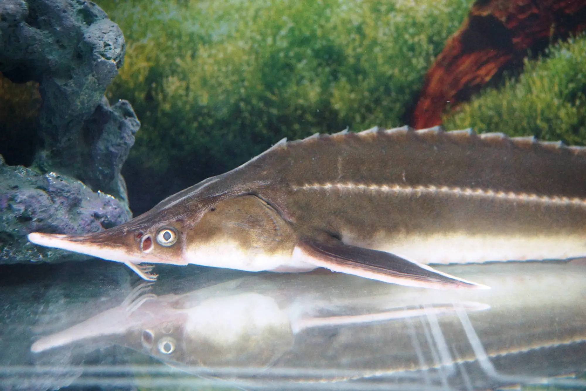 Aquaculture fish and shellfish production - audit and project management