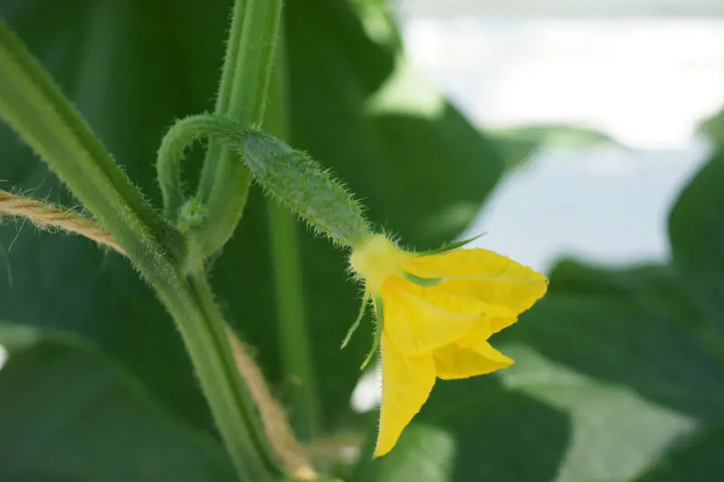 Audit of Greenhouses and Crops Management Consulting