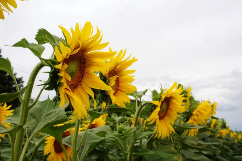 Business Support and Professional Agronomy Consulting