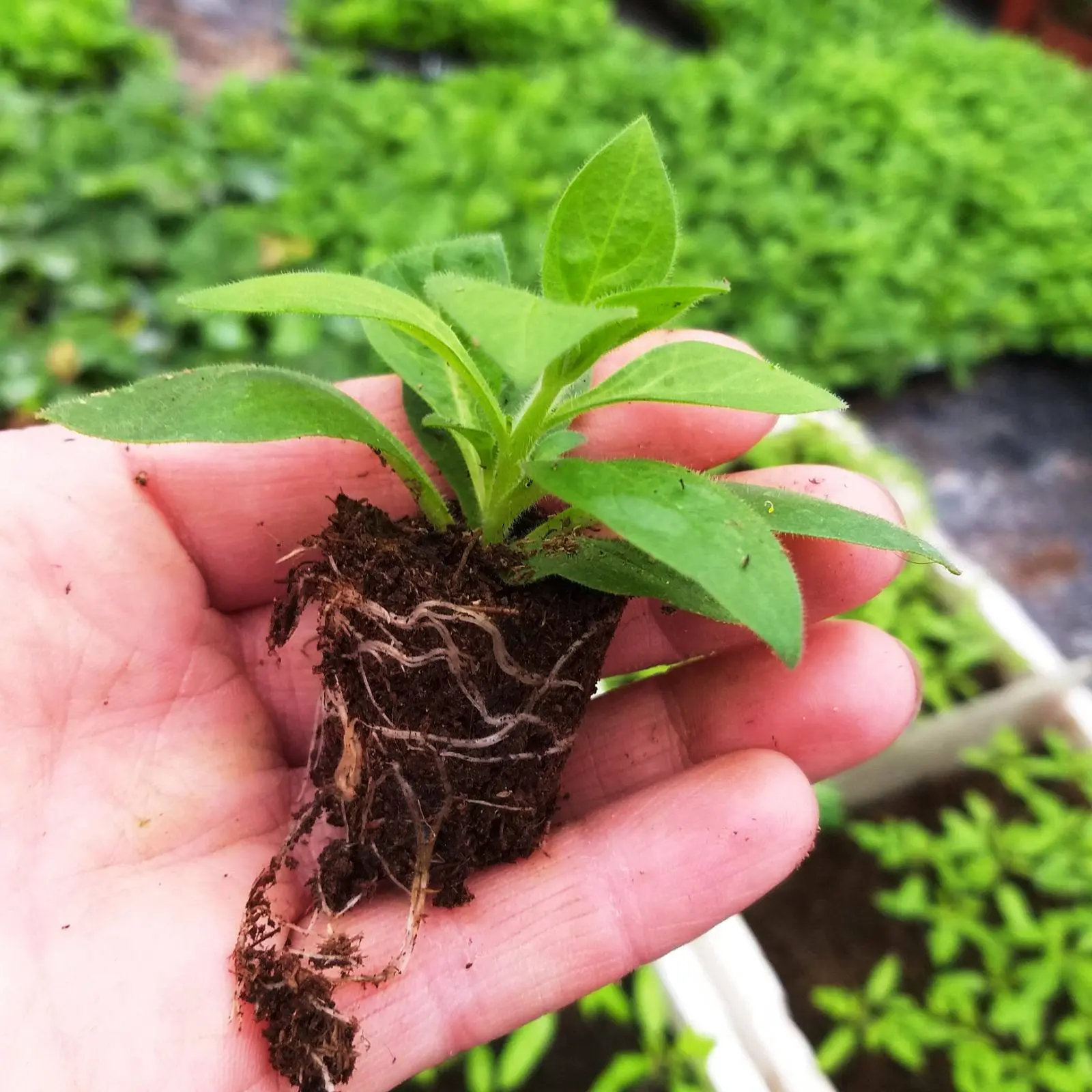 floriculture consulting and agronomy service