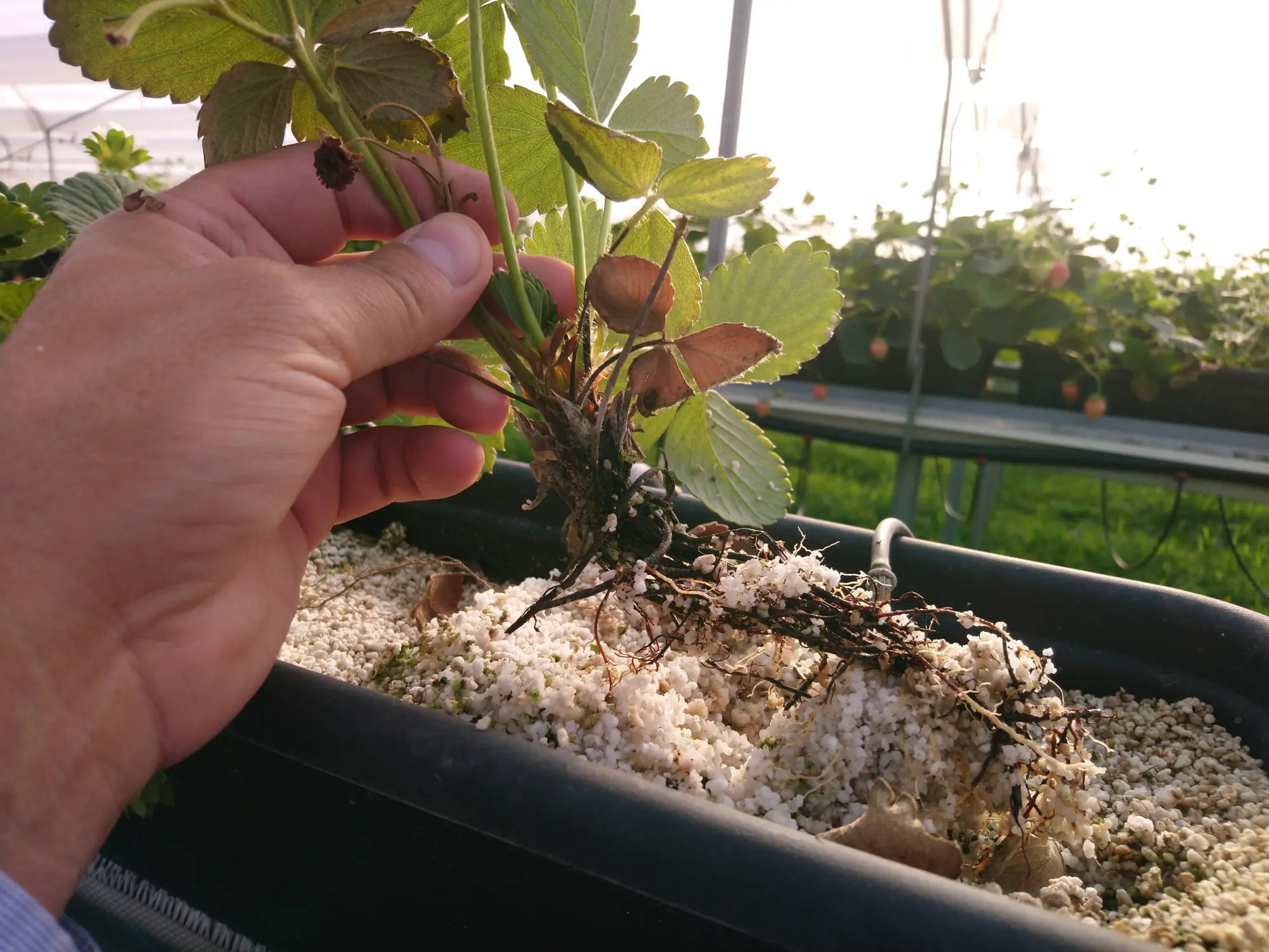 Audit of strawberry greenhouses. Recommendations for business improvement