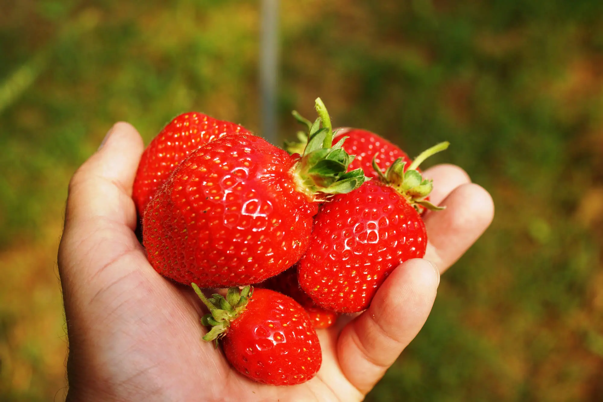 Horticulture monitoring 