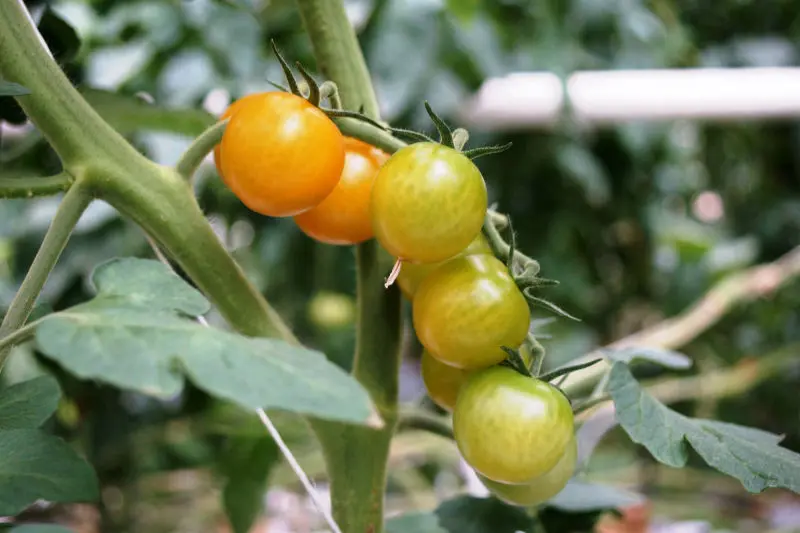 Horticulture Monitoring