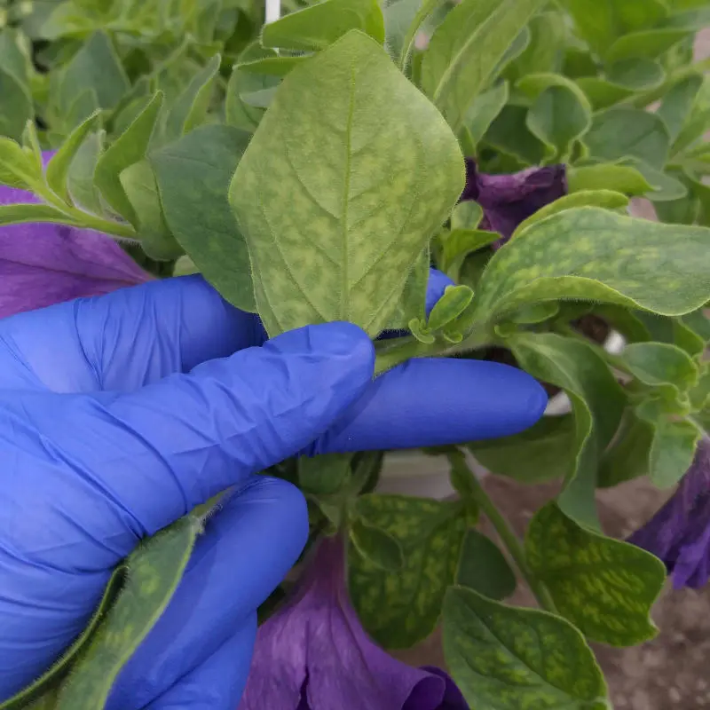 floriculture consulting