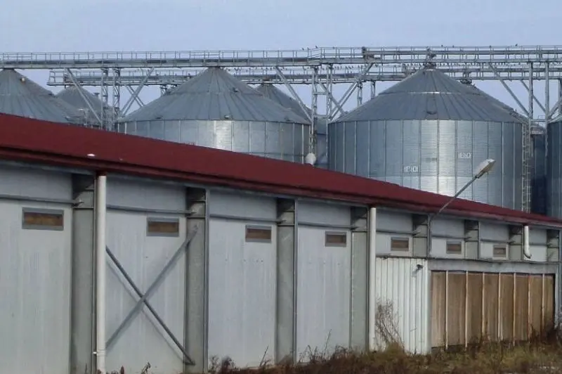 management consulting agriculture