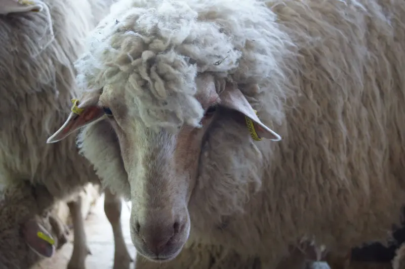 Modern Milk and sheep Farm Project Management