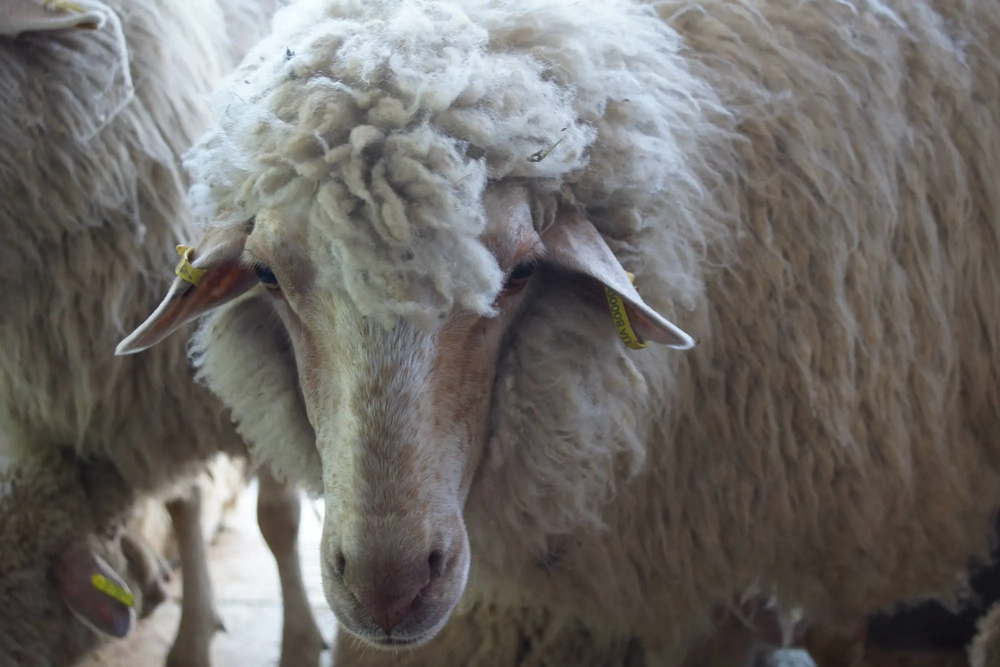 Modern Milk and sheep Farm Project Management