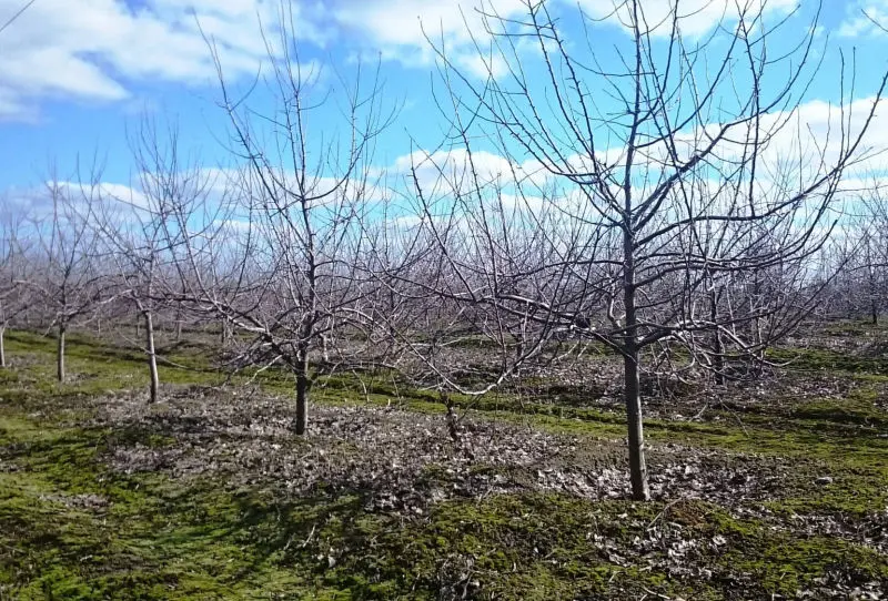 orchards and horticulture management consulting