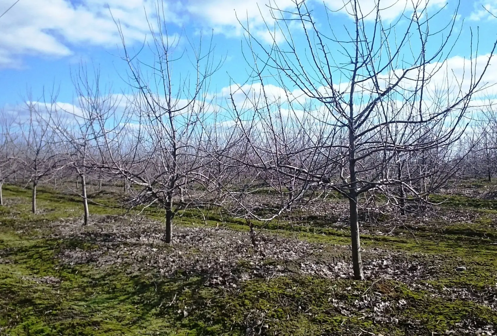 orchards and horticulture management consulting