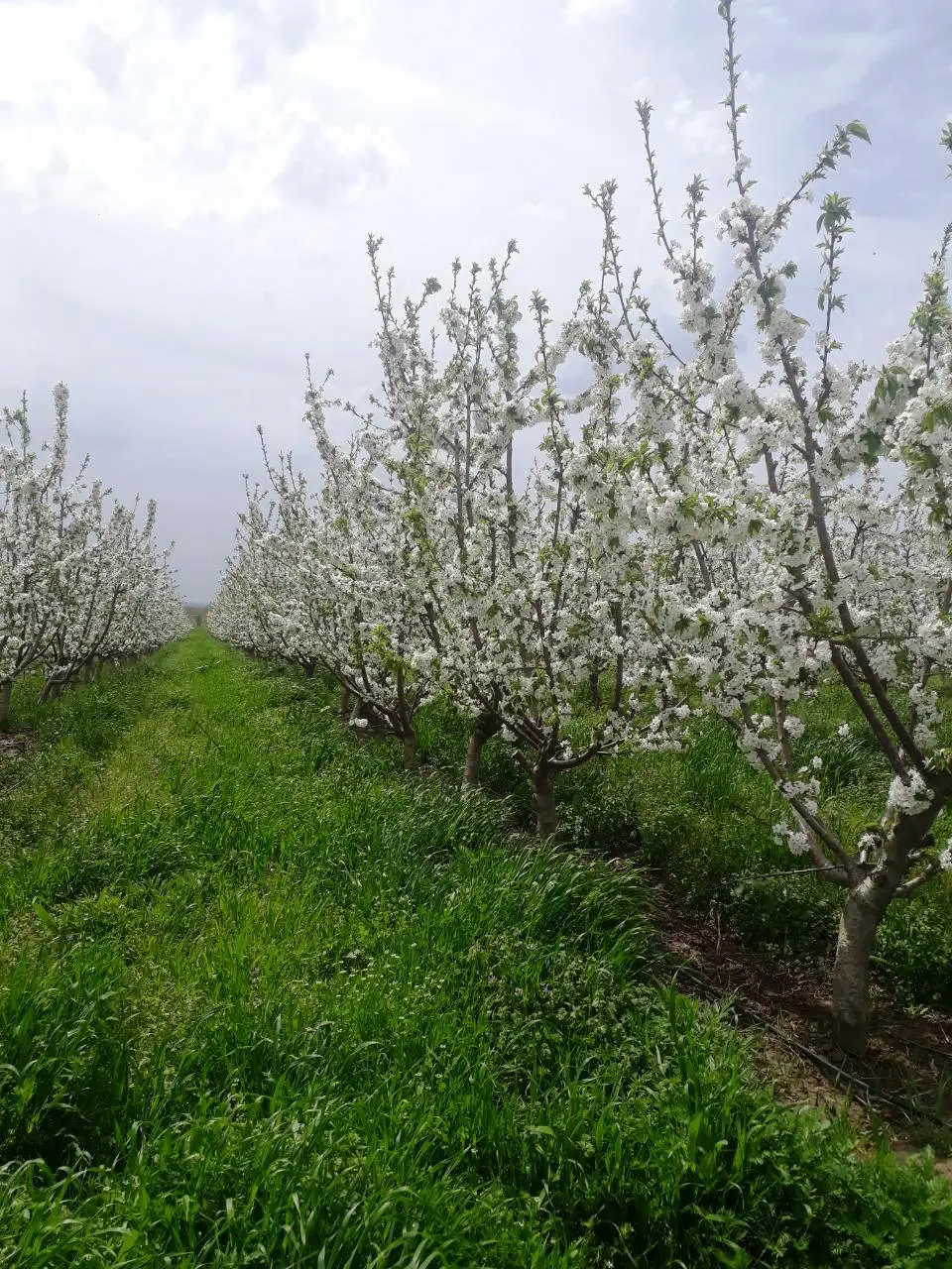 Horticulture monitoring service