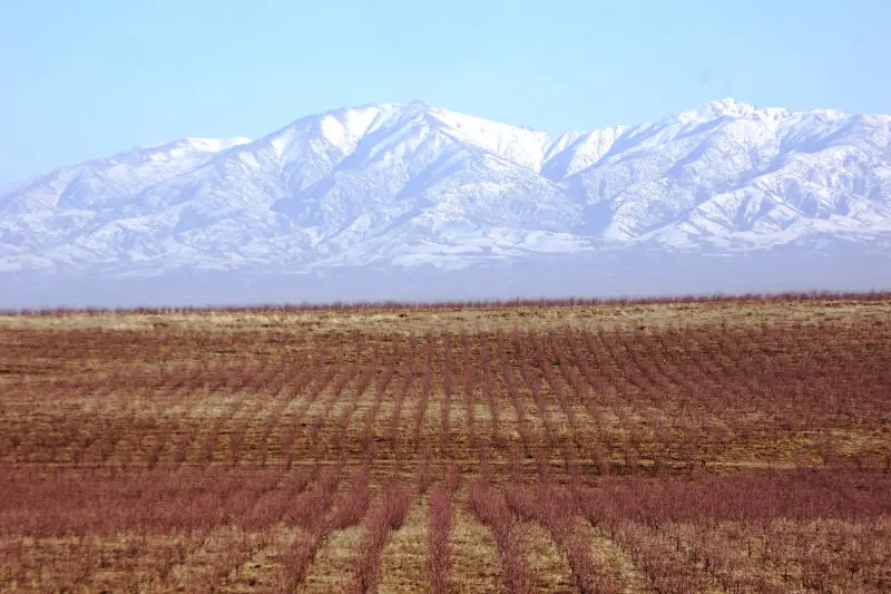 Orchards and Horticulture Consulting and Project Management