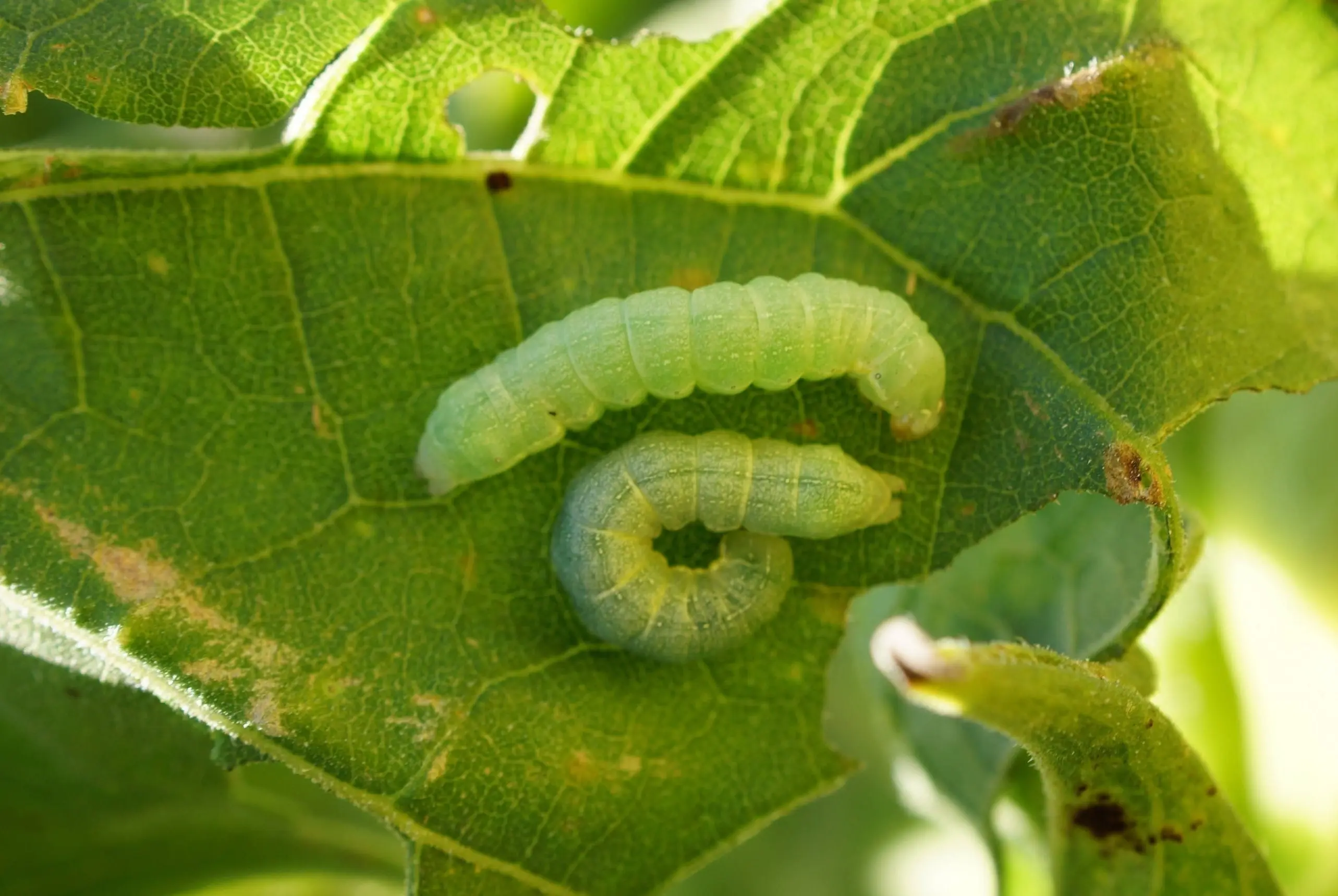 pests management service and agrochemistry consulting