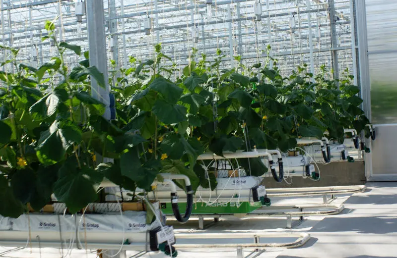 Premium Agricultural Consulting, Agribusiness Consulting Premium Service