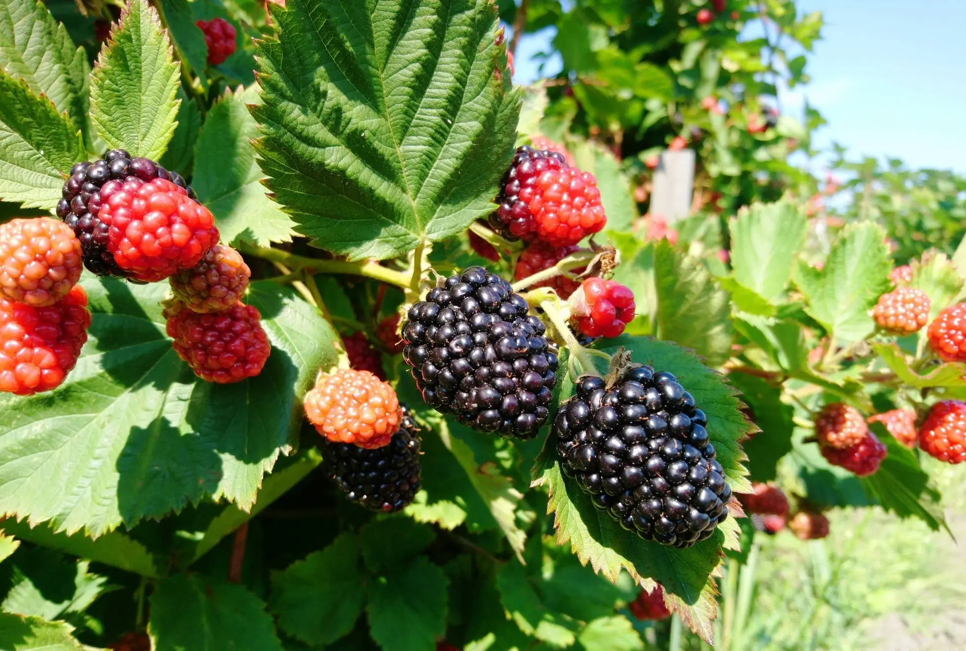 premium agricultural consulting service