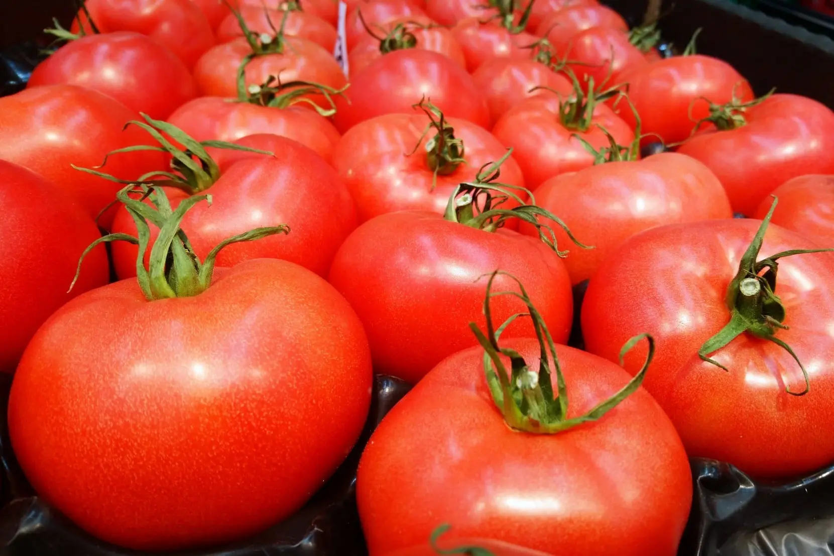 Vegetables and Horticulture Consulting